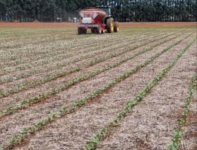 Fazenda Querência Grupo Crestanni  Tangará da Serra - MT