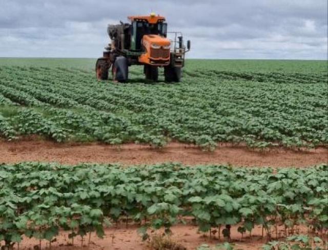 Fazenda Iracema Scheffer